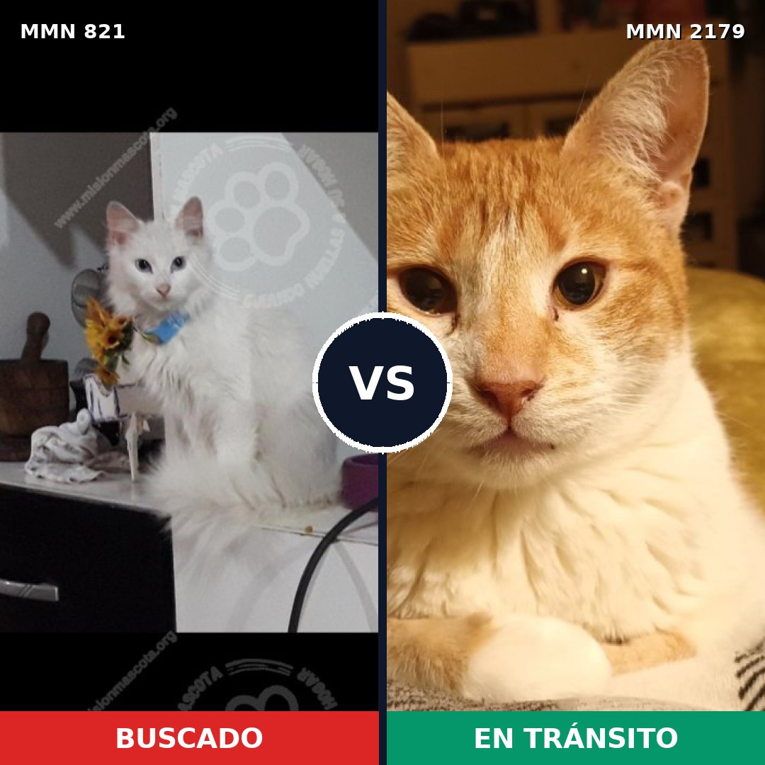 Comparativa MMS 65318: mascota perdida y mascota encontrada, 48% de similitud