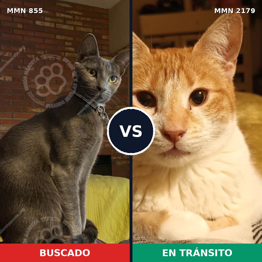 Comparativa MMS 65319: mascota perdida y mascota encontrada, 52% de similitud