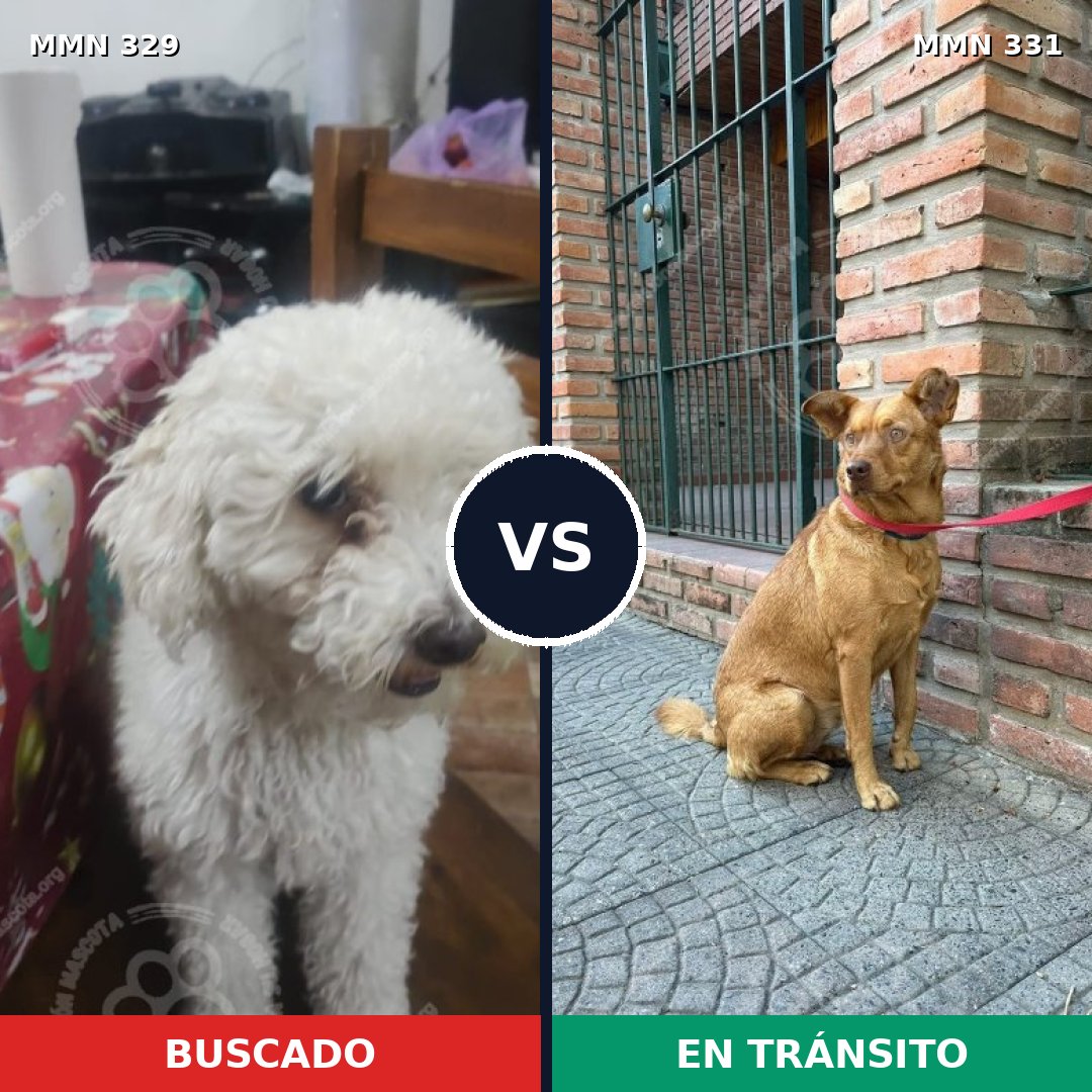 Comparativa MMS 6532: mascota perdida y mascota encontrada, 29% de similitud