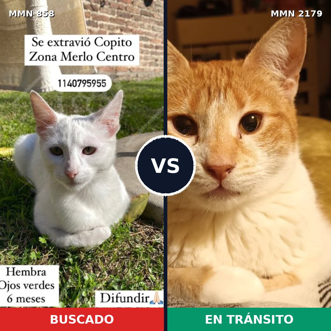 Comparativa MMS 65320: mascota perdida y mascota encontrada, 46% de similitud