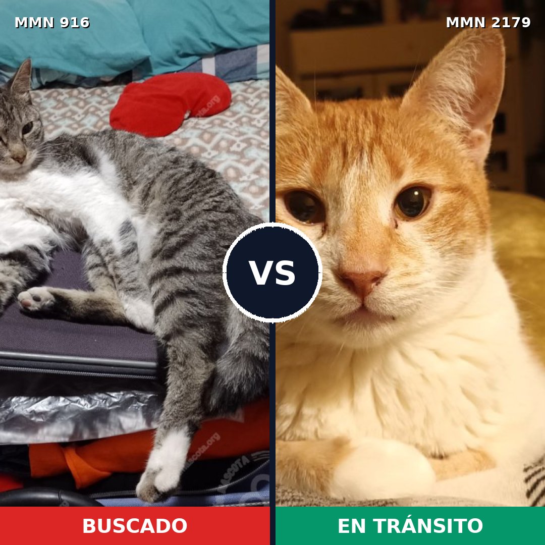 Comparativa MMS 65321: mascota perdida y mascota encontrada, 42% de similitud