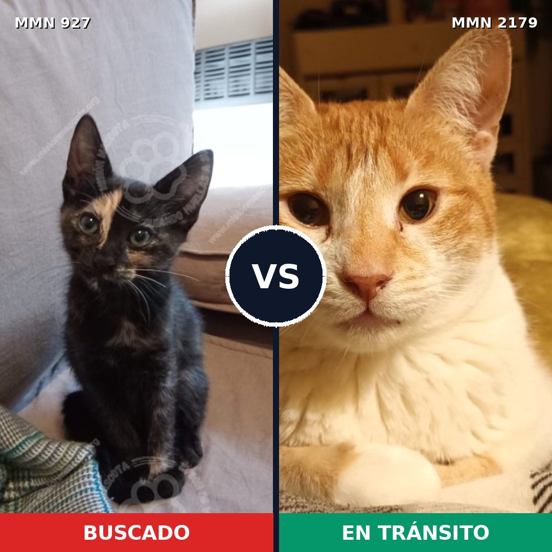 Comparativa MMS 65322: mascota perdida y mascota encontrada, 41% de similitud