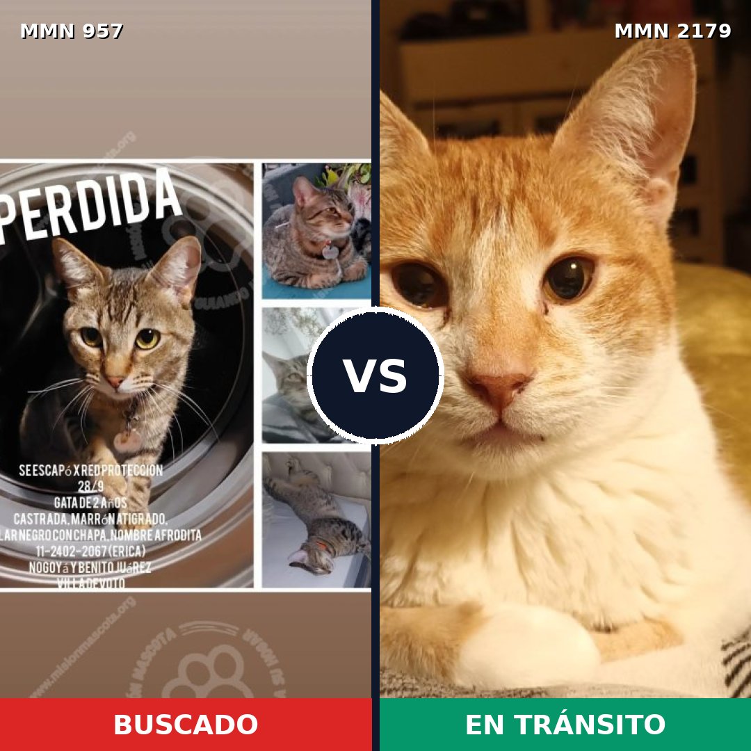 Comparativa MMS 65323: mascota perdida y mascota encontrada, 46% de similitud