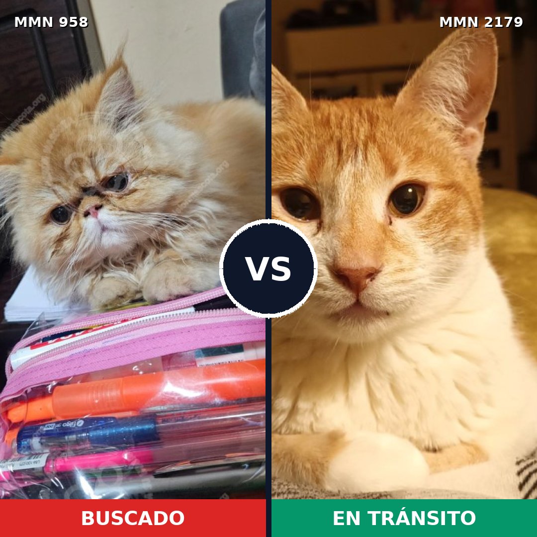 Comparativa MMS 65324: mascota perdida y mascota encontrada, 43% de similitud