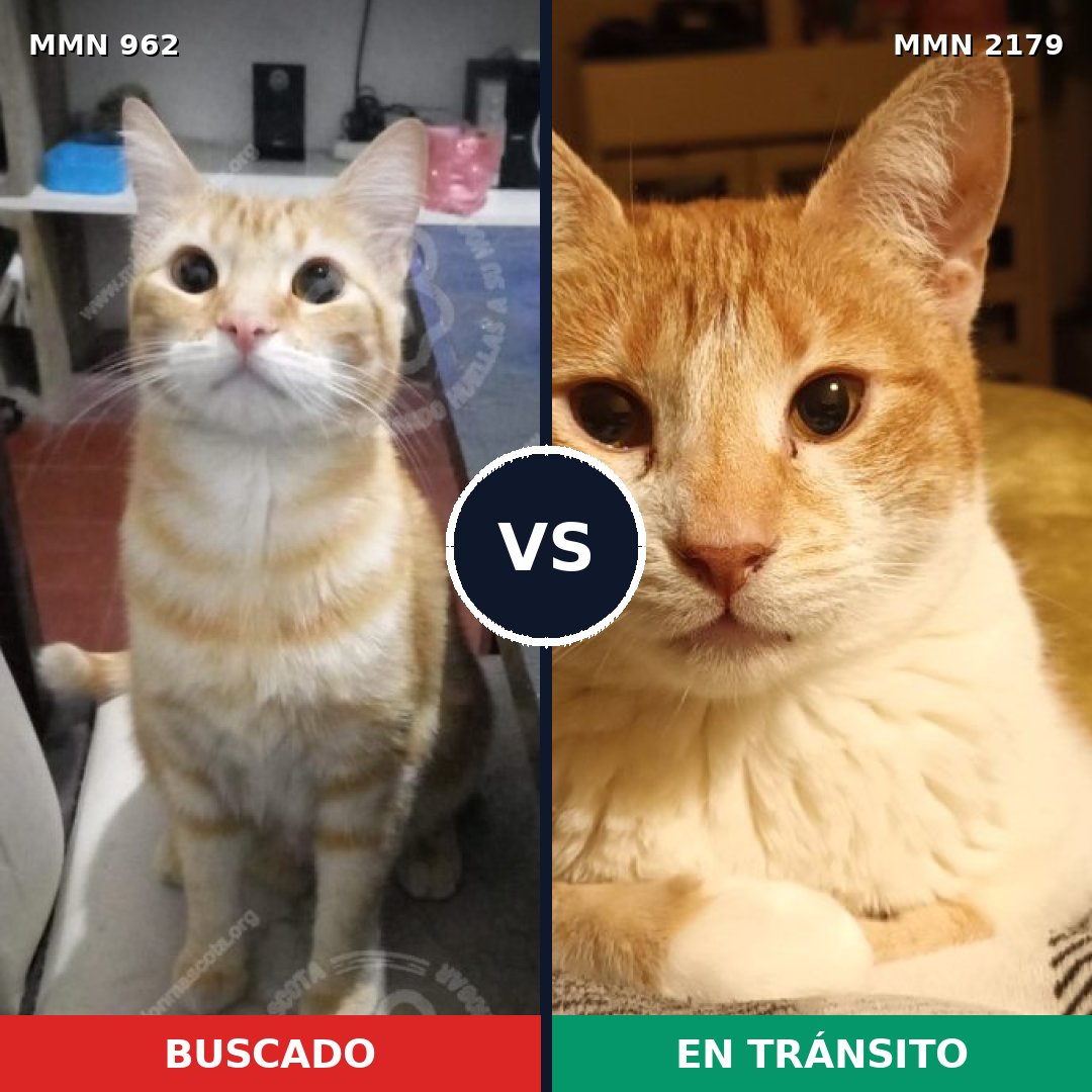 Comparativa MMS 65325: mascota perdida y mascota encontrada, 41% de similitud