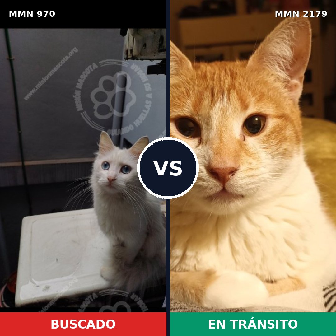 Comparativa MMS 65326: mascota perdida y mascota encontrada, 49% de similitud