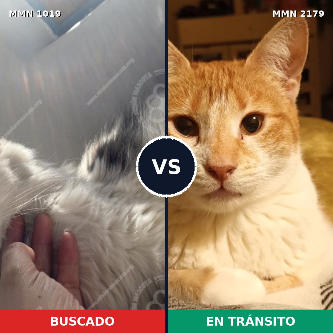 Comparativa MMS 65327: mascota perdida y mascota encontrada, 48% de similitud