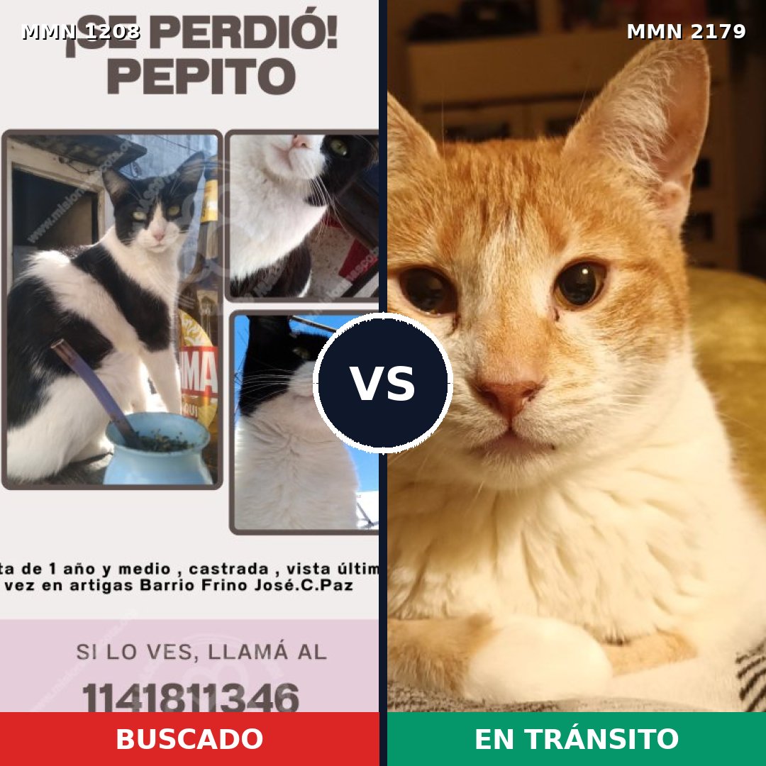 Comparativa MMS 65328: mascota perdida y mascota encontrada, 53% de similitud