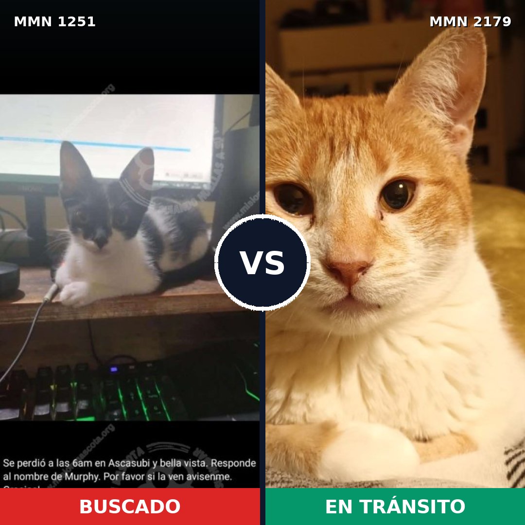 Comparativa MMS 65329: mascota perdida y mascota encontrada, 69% de similitud