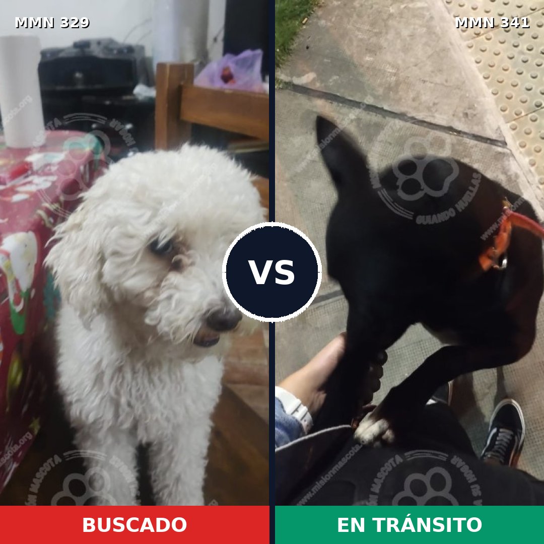 Comparativa MMS 6533: mascota perdida y mascota encontrada, 32% de similitud