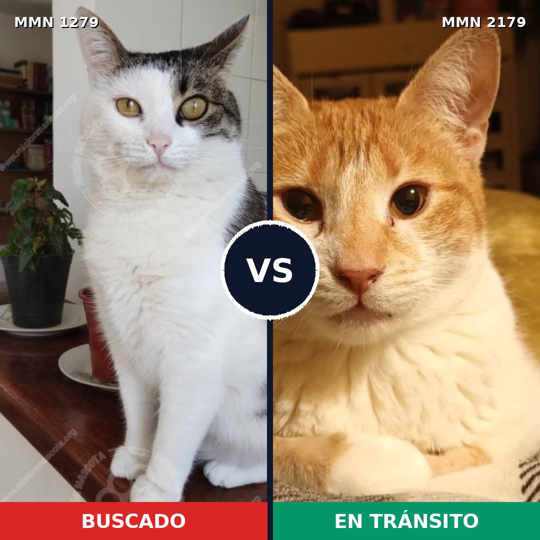 Comparativa MMS 65330: mascota perdida y mascota encontrada, 60% de similitud