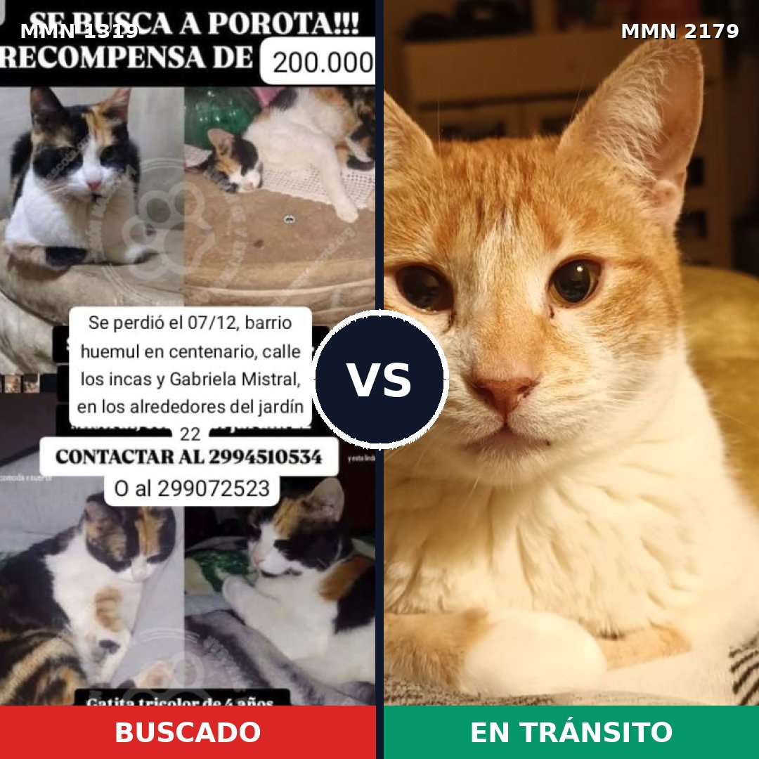 Comparativa MMS 65332: mascota perdida y mascota encontrada, 59% de similitud