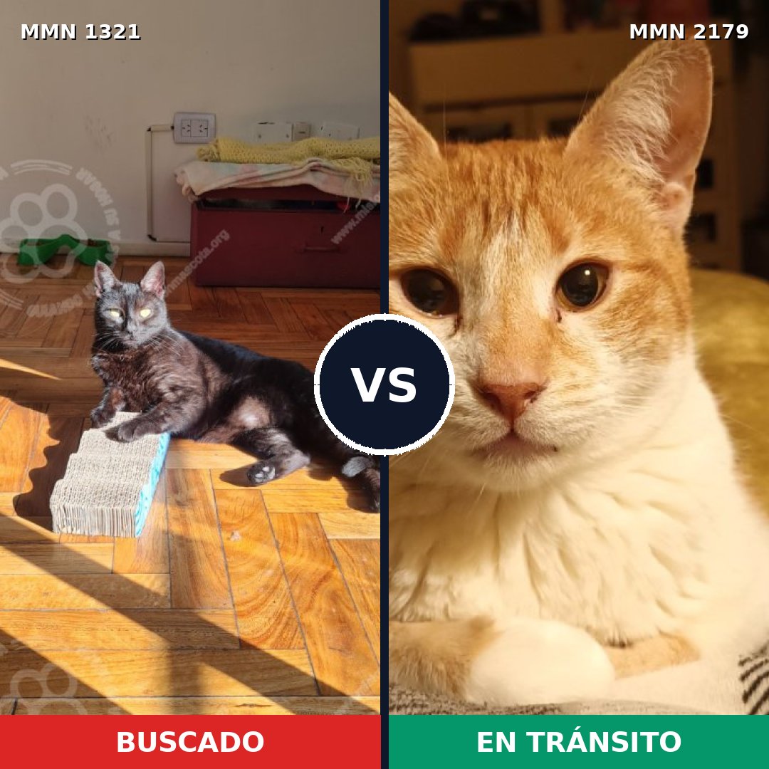 Comparativa MMS 65333: mascota perdida y mascota encontrada, 70% de similitud