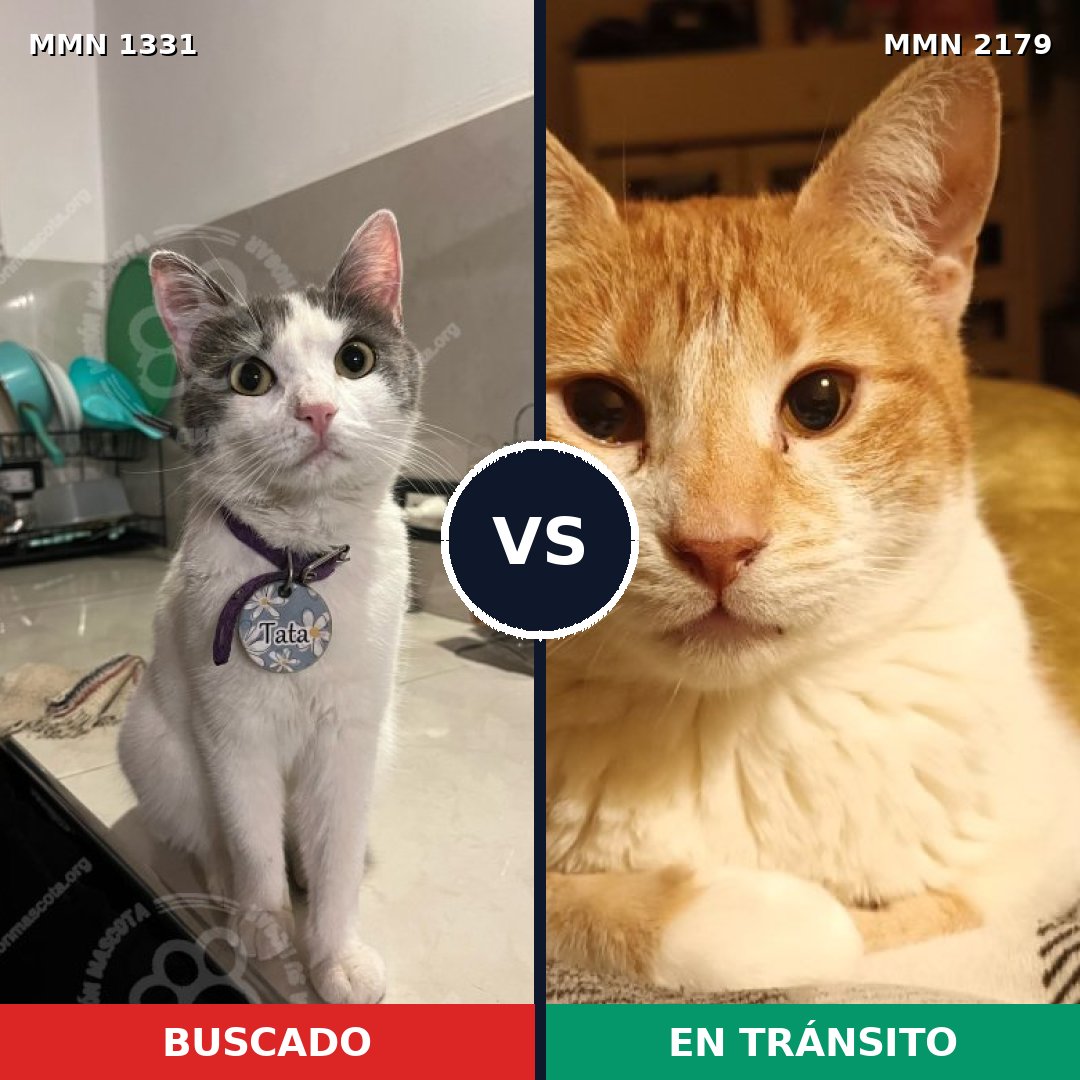Comparativa MMS 65334: mascota perdida y mascota encontrada, 70% de similitud