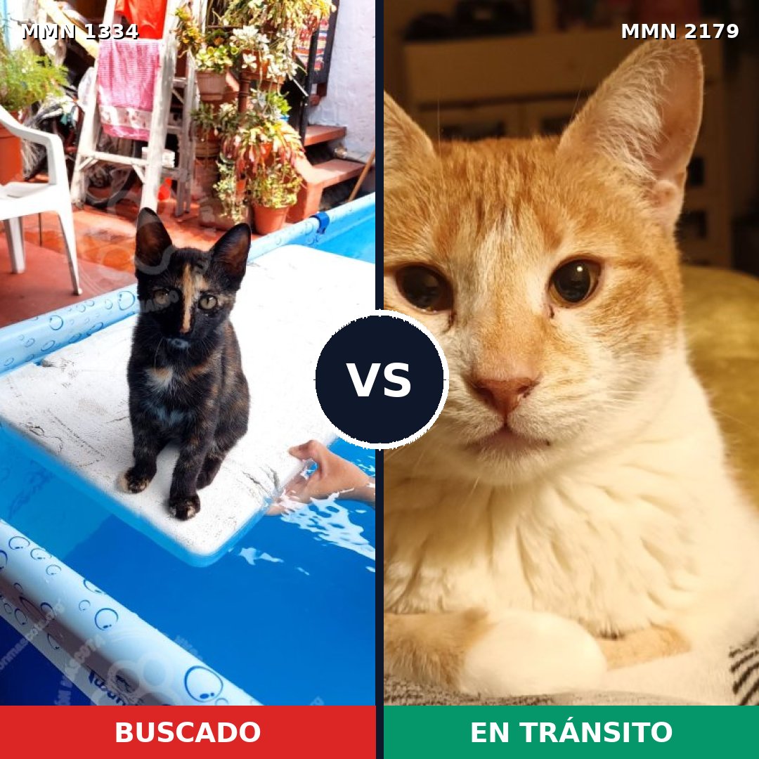 Comparativa MMS 65335: mascota perdida y mascota encontrada, 57% de similitud