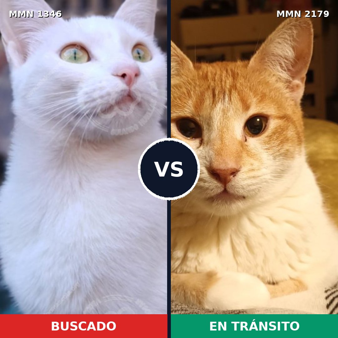 Comparativa MMS 65336: mascota perdida y mascota encontrada, 50% de similitud
