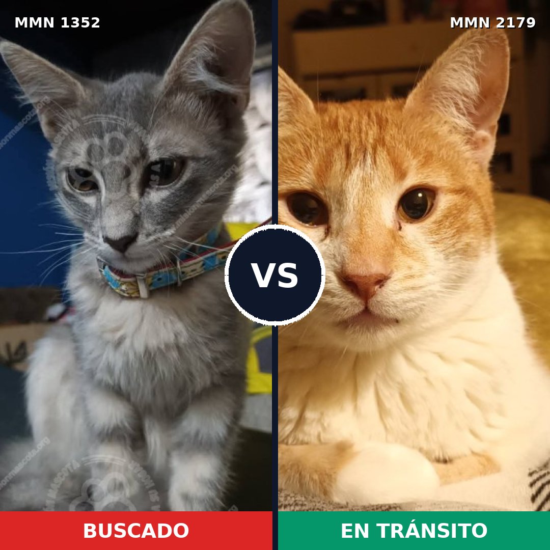 Comparativa MMS 65337: mascota perdida y mascota encontrada, 54% de similitud