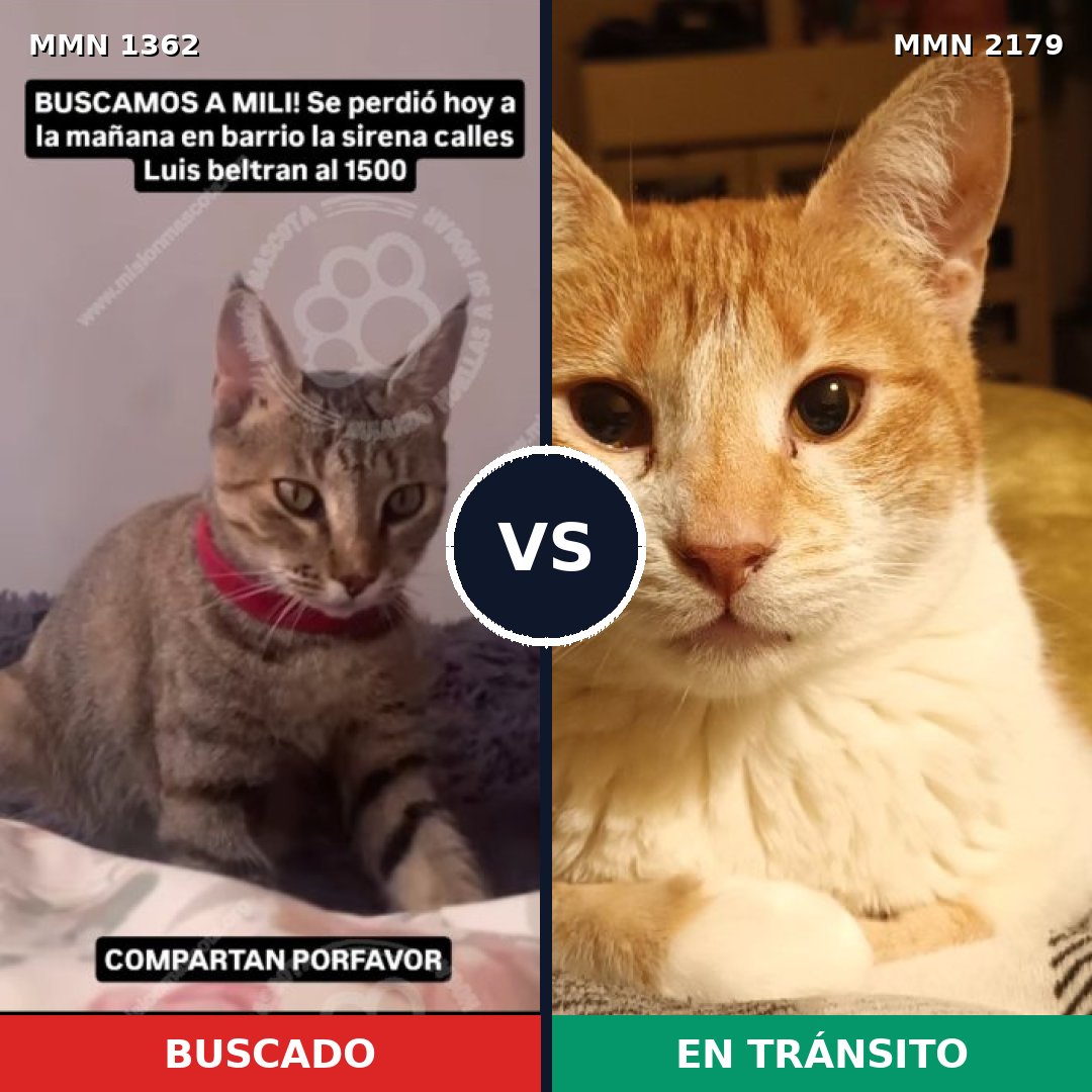 Comparativa MMS 65338: mascota perdida y mascota encontrada, 58% de similitud