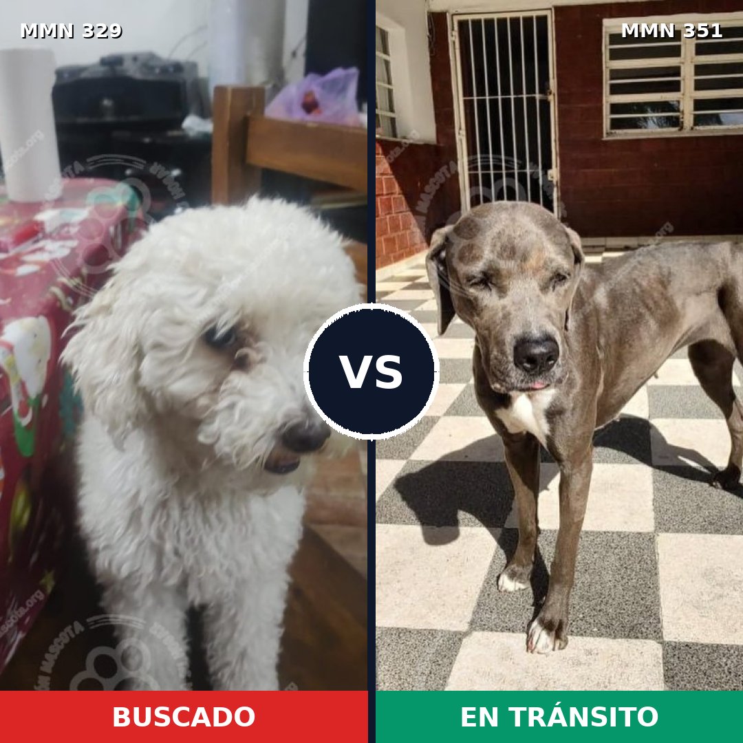 Comparativa MMS 6534: mascota perdida y mascota encontrada, 24% de similitud