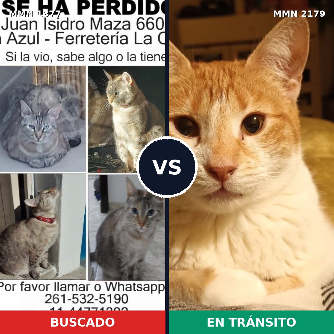 Comparativa MMS 65340: mascota perdida y mascota encontrada, 33% de similitud