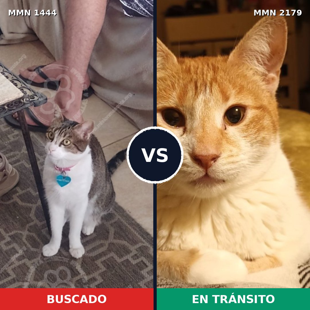 Comparativa MMS 65341: mascota perdida y mascota encontrada, 57% de similitud