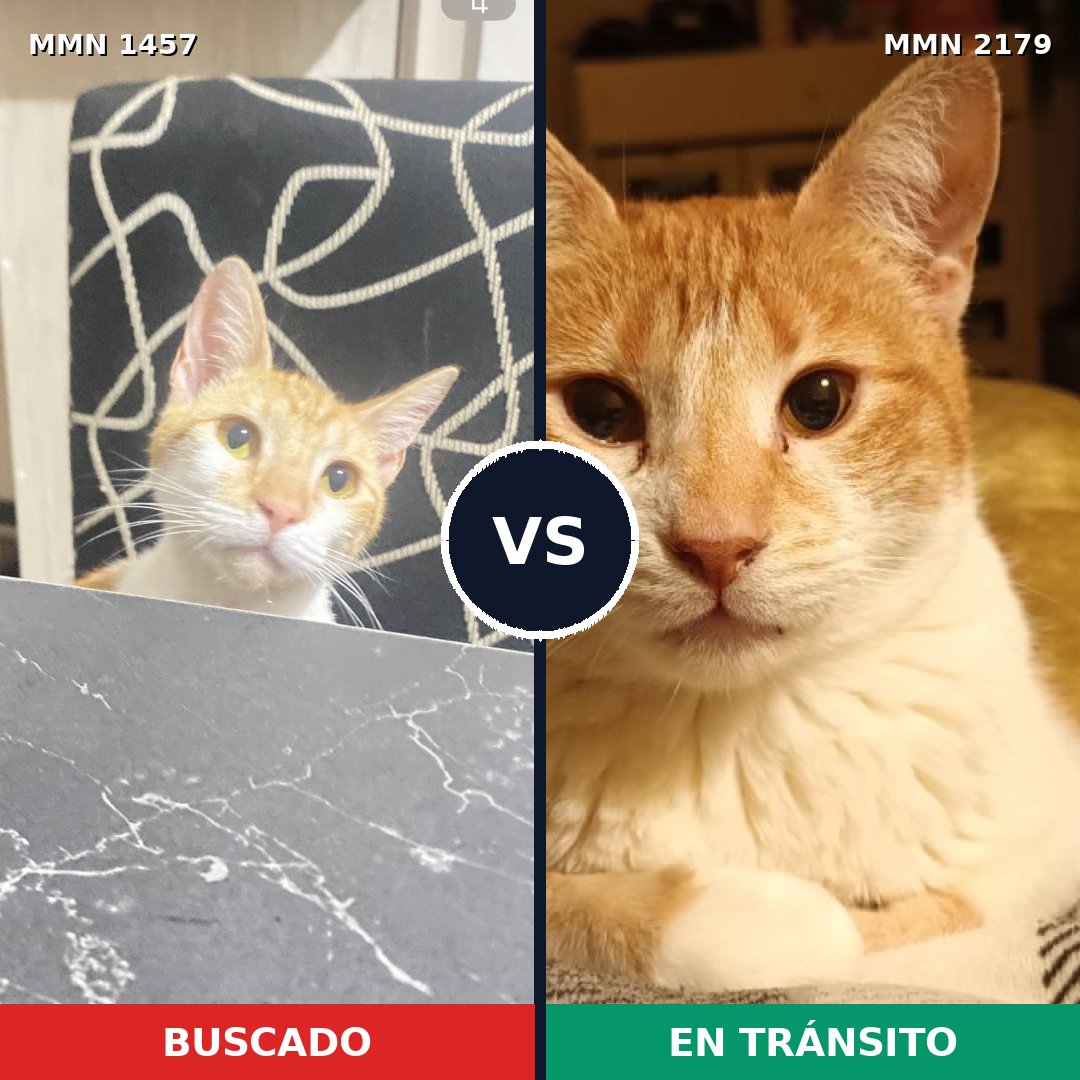 Comparativa MMS 65345: mascota perdida y mascota encontrada, 75% de similitud