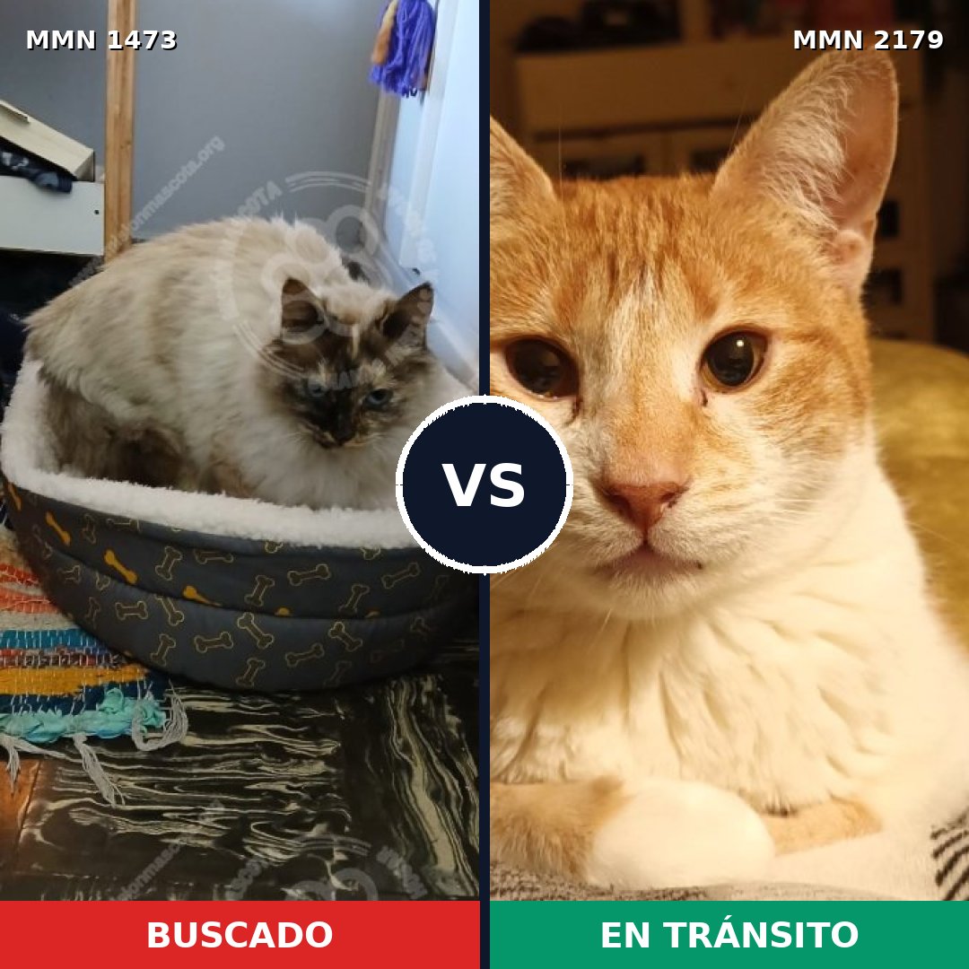 Comparativa MMS 65348: mascota perdida y mascota encontrada, 69% de similitud