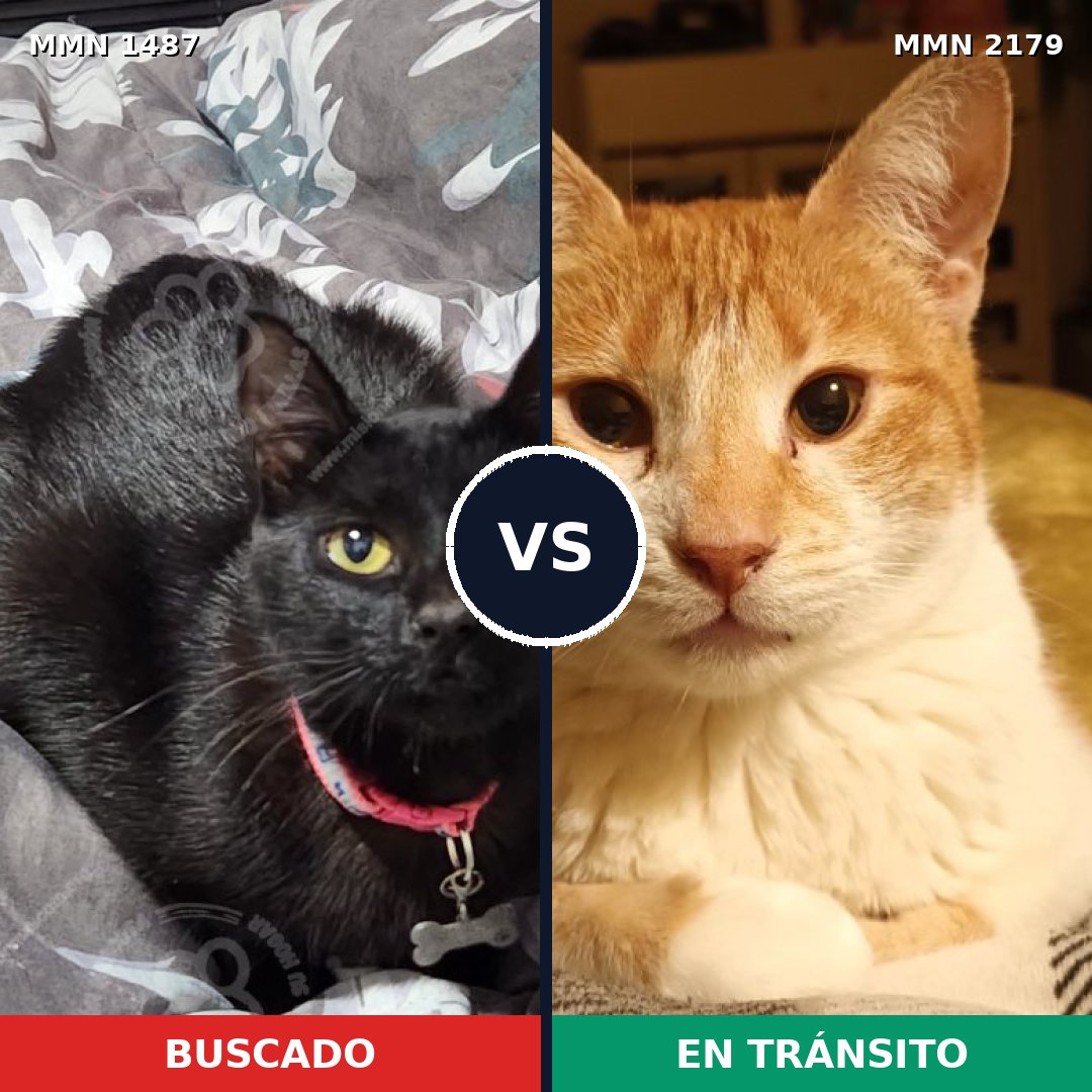 Comparativa MMS 65349: mascota perdida y mascota encontrada, 40% de similitud