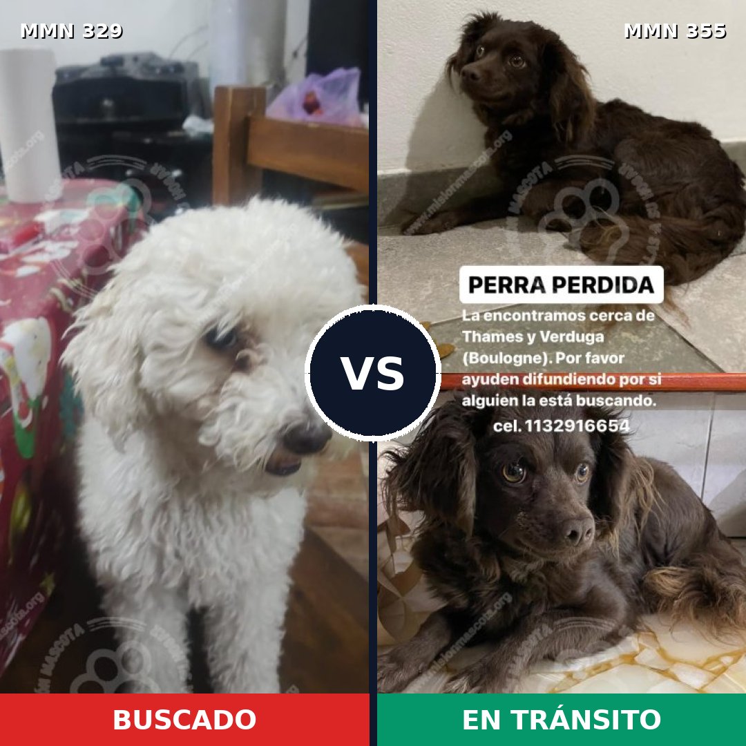 Comparativa MMS 6535: mascota perdida y mascota encontrada, 31% de similitud