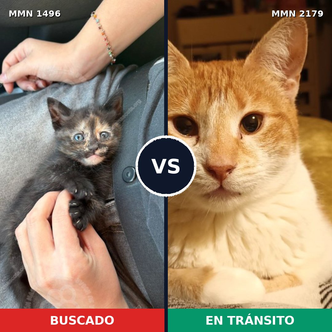 Comparativa MMS 65350: mascota perdida y mascota encontrada, 52% de similitud