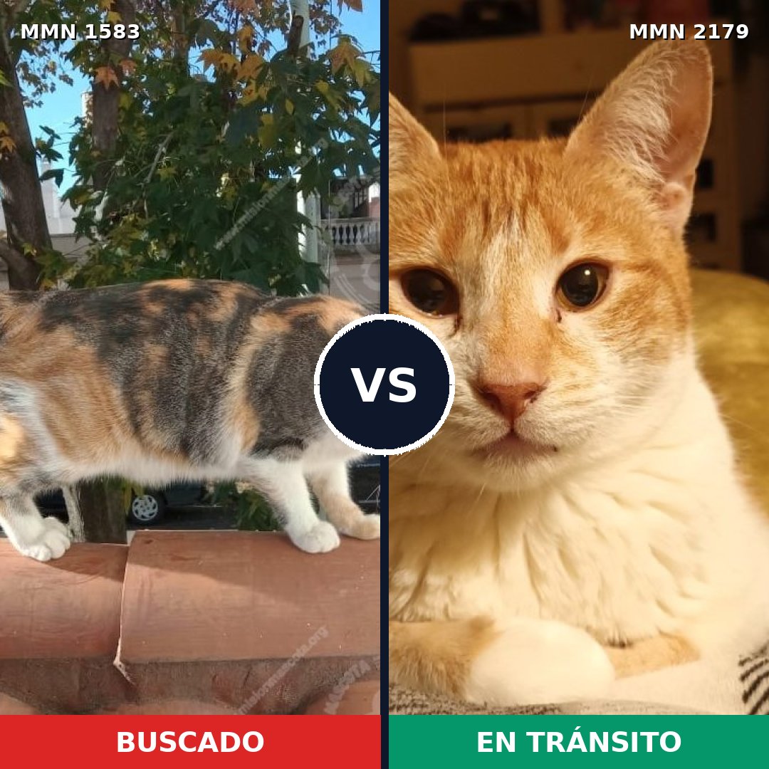 Comparativa MMS 65351: mascota perdida y mascota encontrada, 55% de similitud