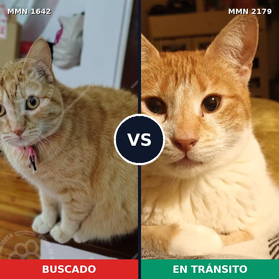 Comparativa MMS 65355: mascota perdida y mascota encontrada, 69% de similitud