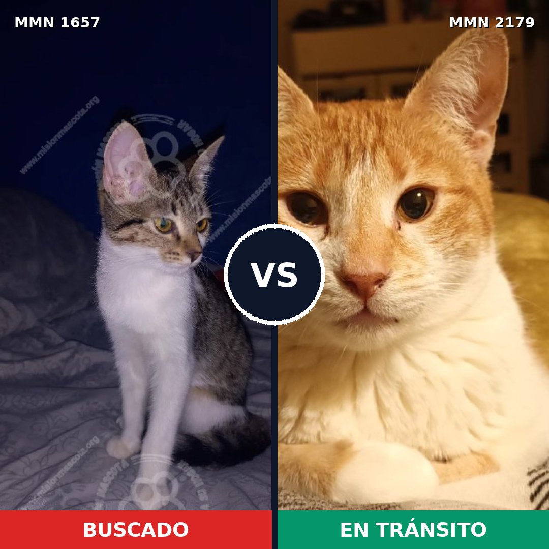 Comparativa MMS 65357: mascota perdida y mascota encontrada, 77% de similitud