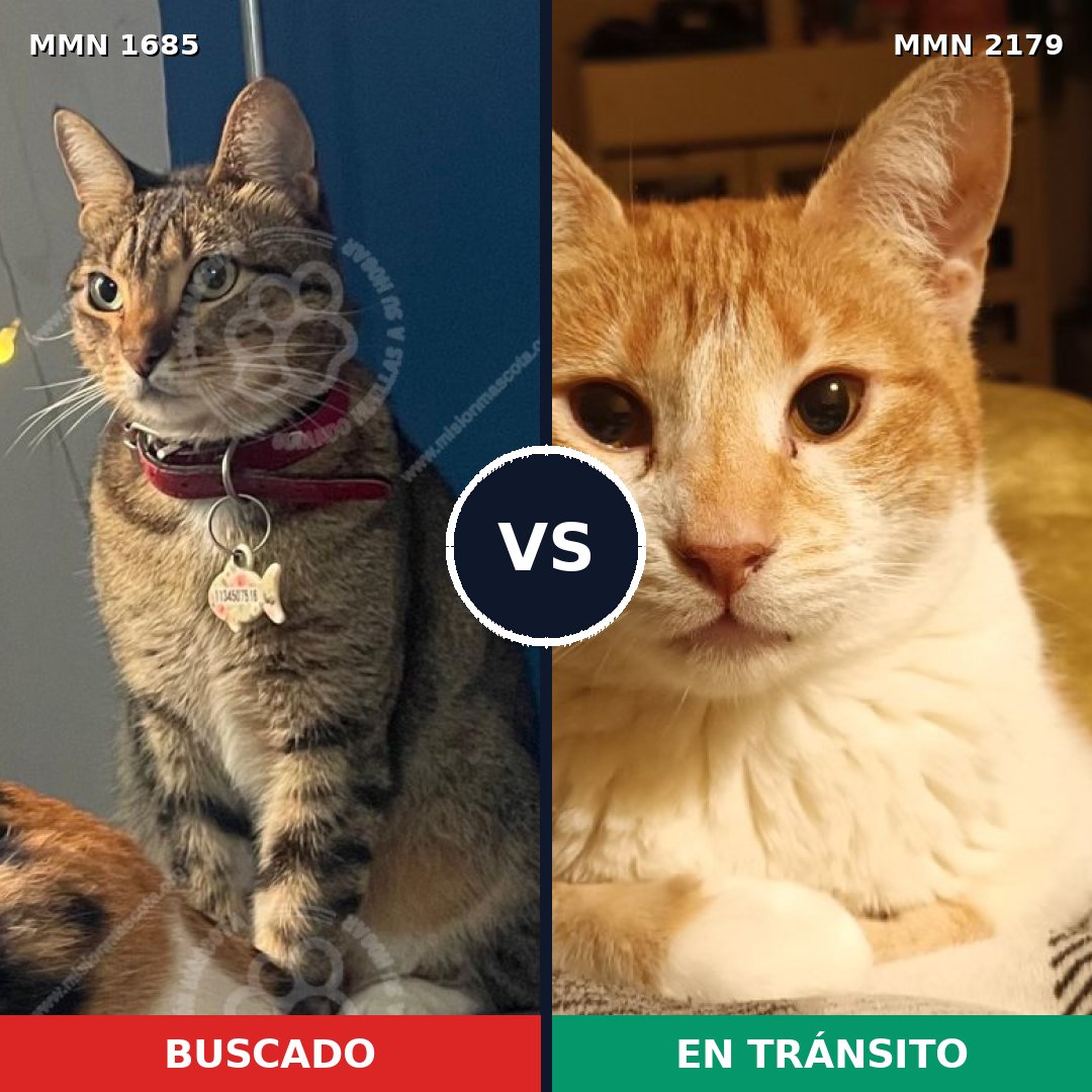 Comparativa MMS 65359: mascota perdida y mascota encontrada, 69% de similitud