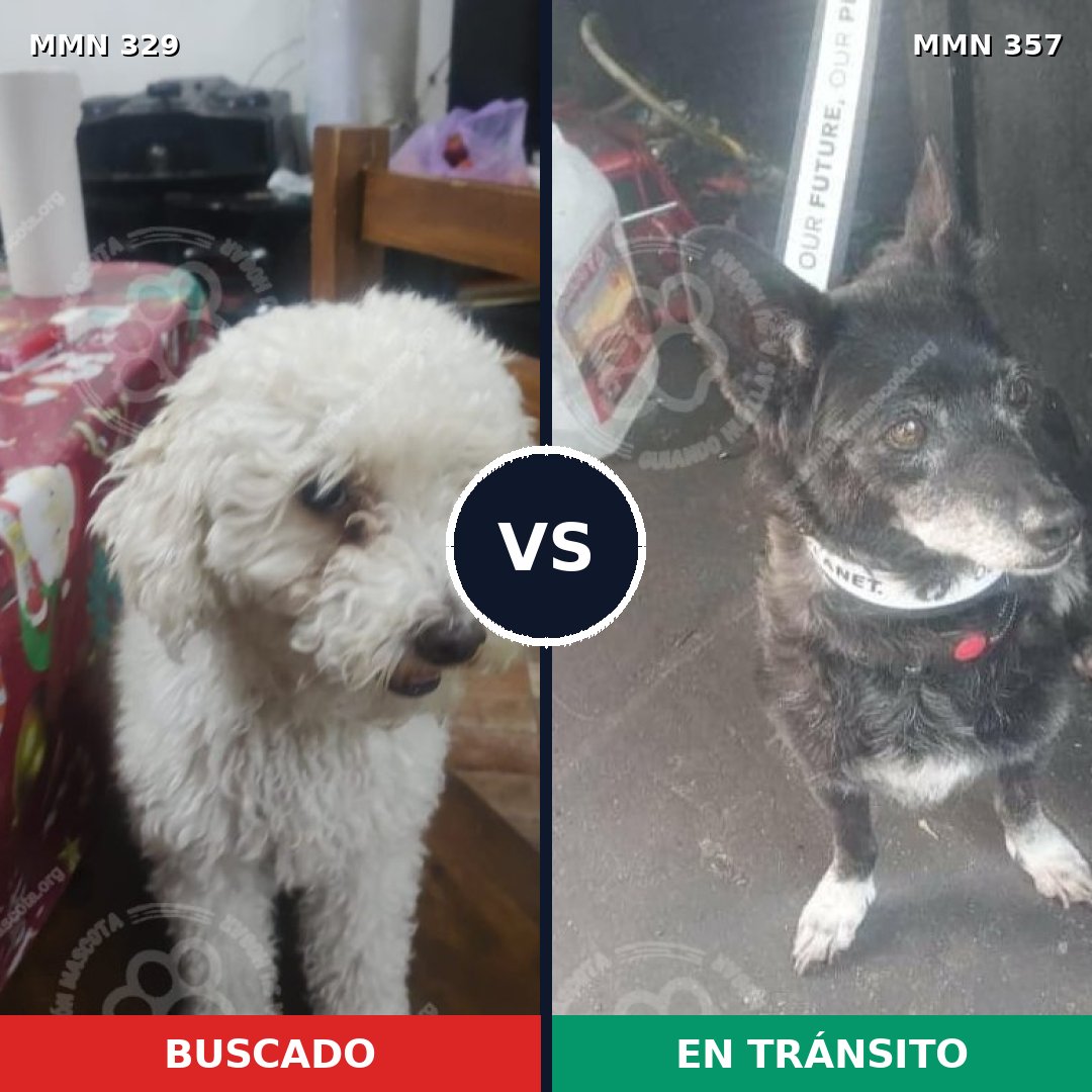 Comparativa MMS 6536: mascota perdida y mascota encontrada, 38% de similitud