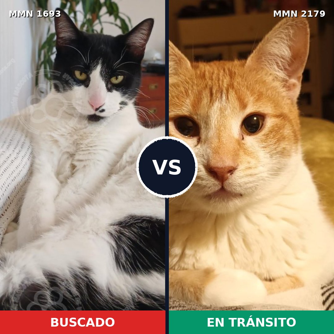 Comparativa MMS 65360: mascota perdida y mascota encontrada, 76% de similitud