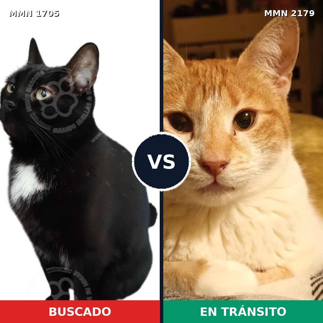 Comparativa MMS 65362: mascota perdida y mascota encontrada, 54% de similitud
