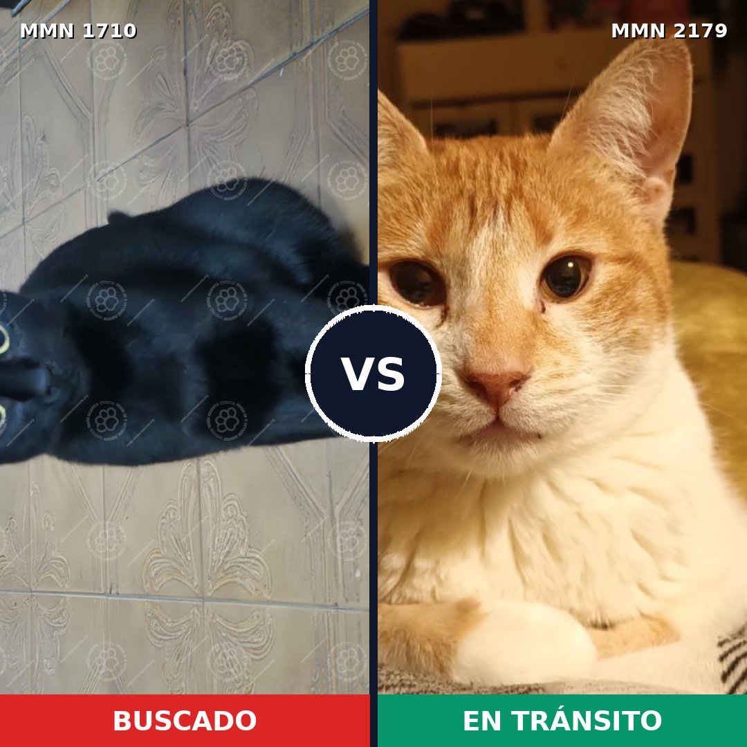 Comparativa MMS 65363: mascota perdida y mascota encontrada, 46% de similitud