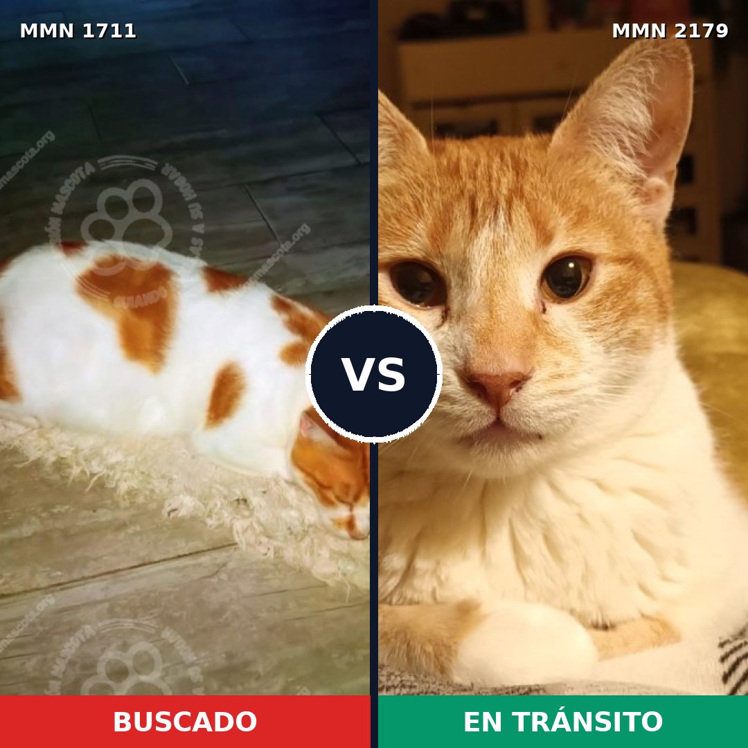 Comparativa MMS 65364: mascota perdida y mascota encontrada, 73% de similitud