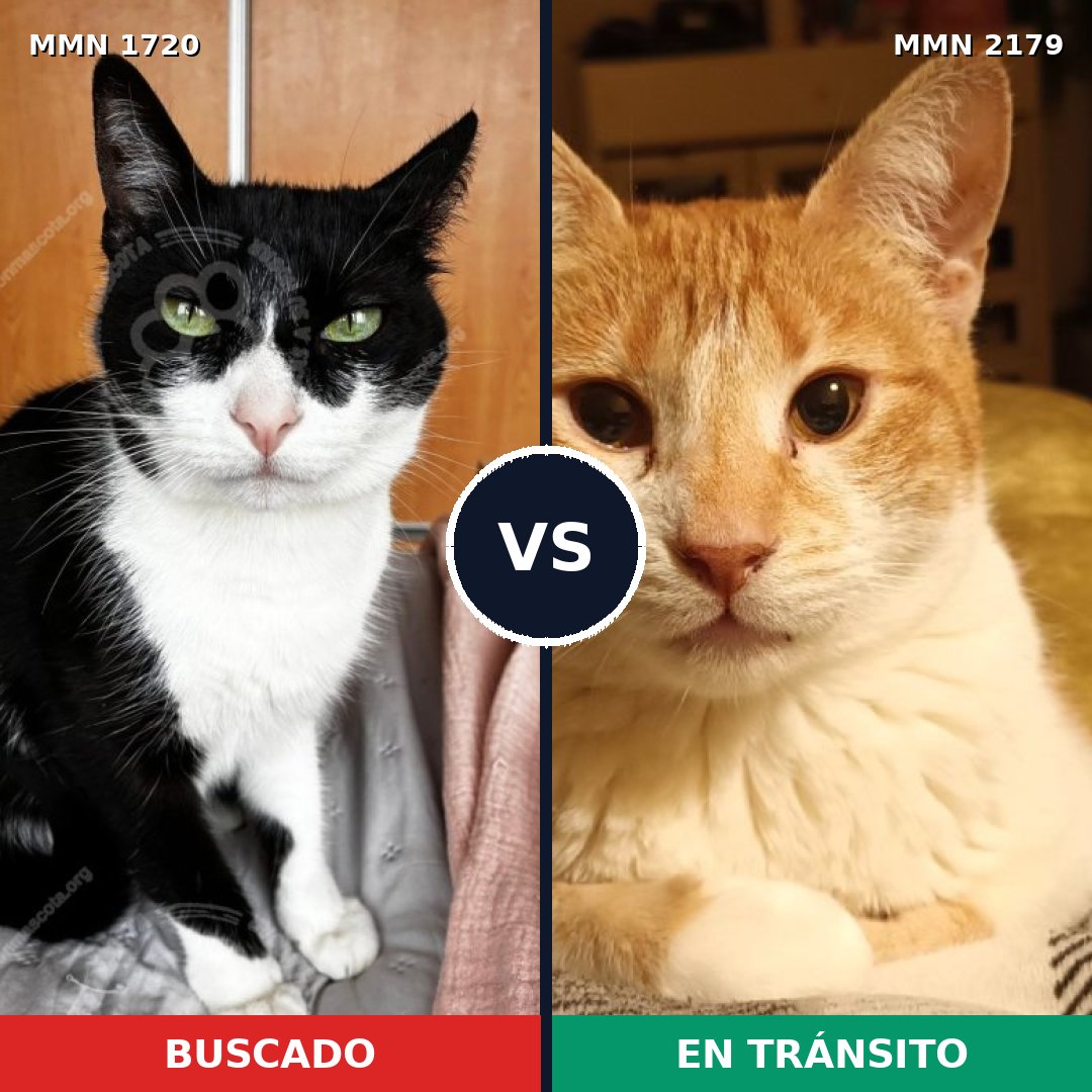 Comparativa MMS 65365: mascota perdida y mascota encontrada, 47% de similitud