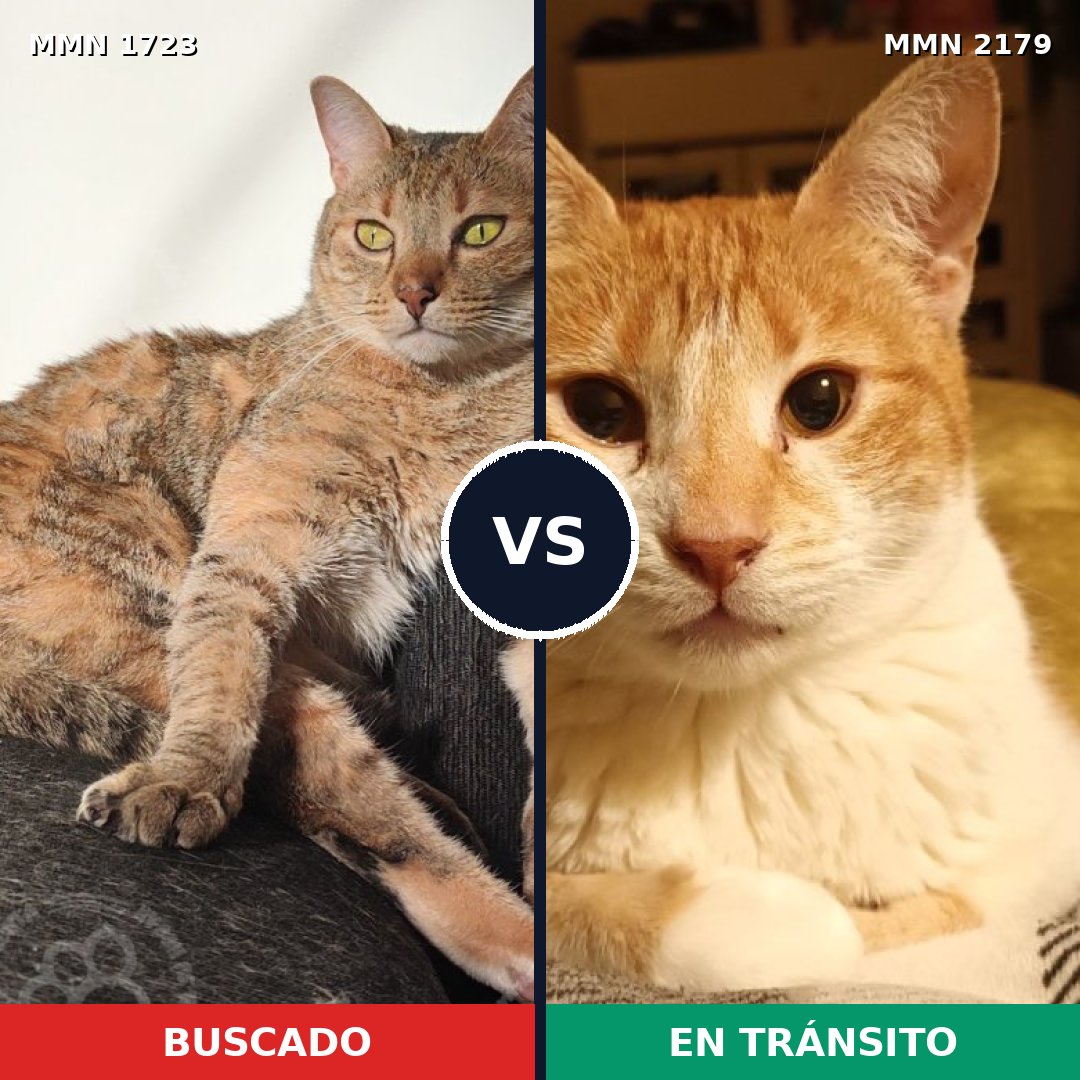 Comparativa MMS 65366: mascota perdida y mascota encontrada, 61% de similitud