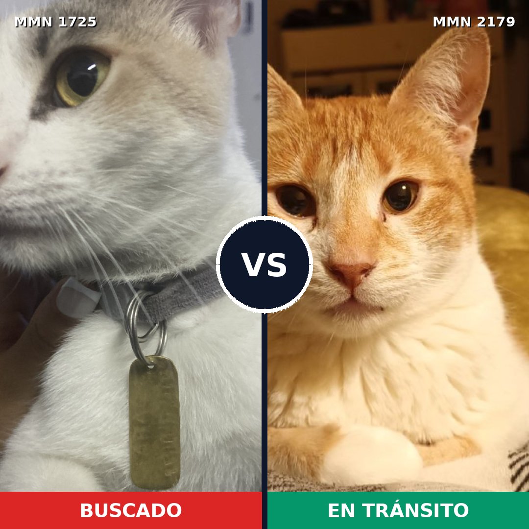 Comparativa MMS 65367: mascota perdida y mascota encontrada, 53% de similitud