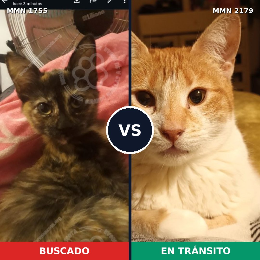 Comparativa MMS 65368: mascota perdida y mascota encontrada, 58% de similitud