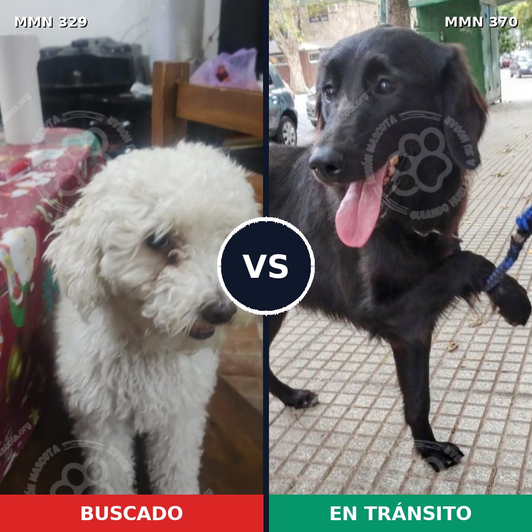 Comparativa MMS 6537: mascota perdida y mascota encontrada, 33% de similitud