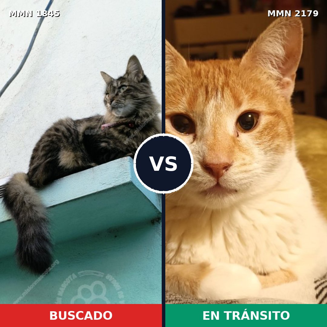 Comparativa MMS 65370: mascota perdida y mascota encontrada, 37% de similitud