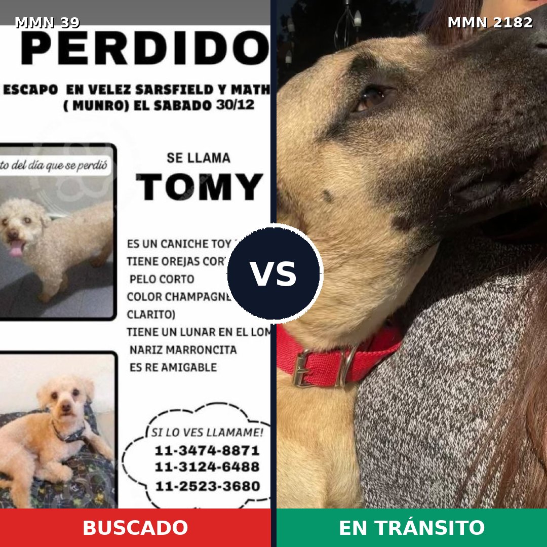Comparativa MMS 65372: mascota perdida y mascota encontrada, 22% de similitud