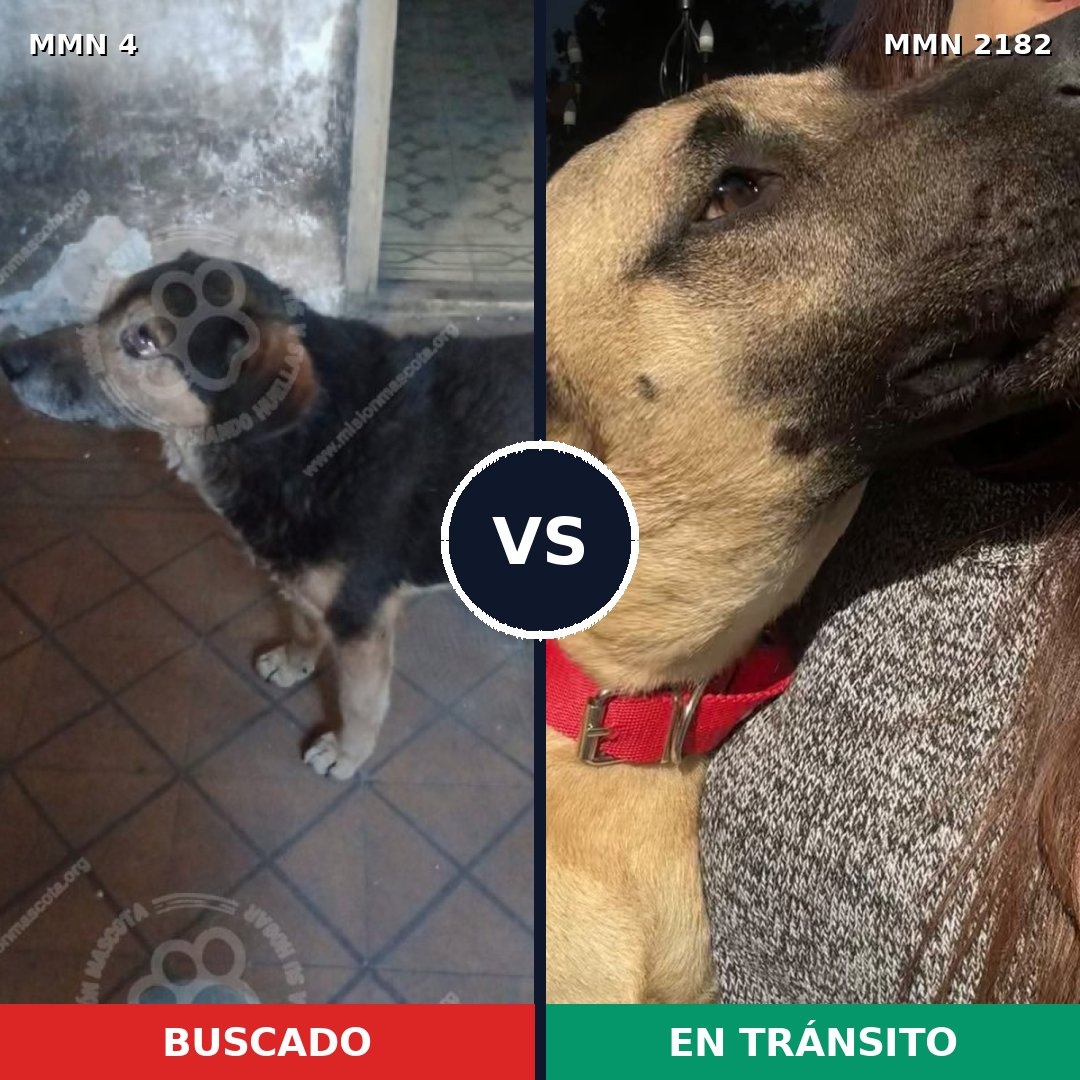 Comparativa MMS 65374: mascota perdida y mascota encontrada, 53% de similitud