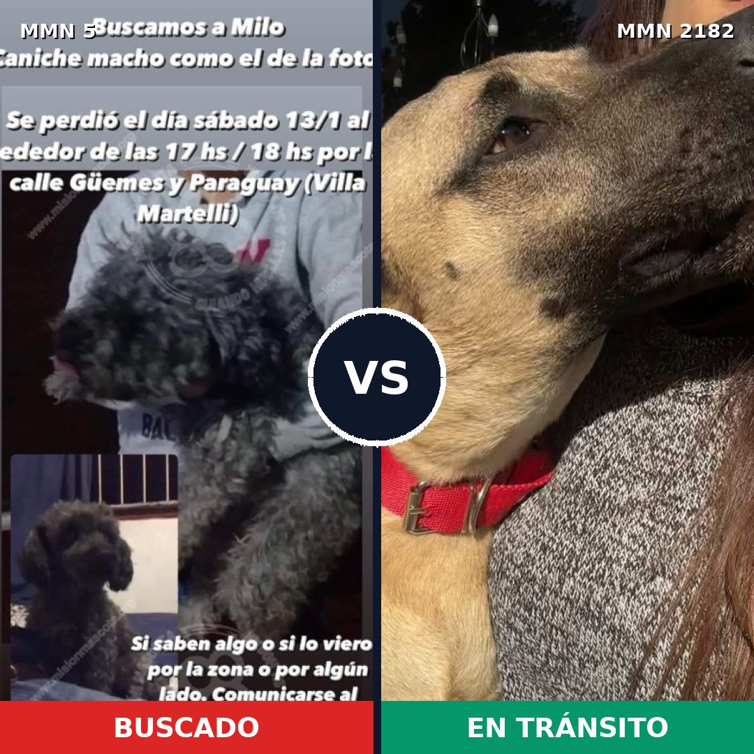 Comparativa MMS 65375: mascota perdida y mascota encontrada, 28% de similitud