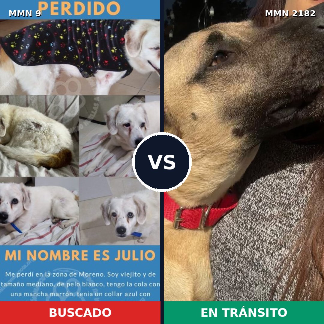 Comparativa MMS 65376: mascota perdida y mascota encontrada, 56% de similitud