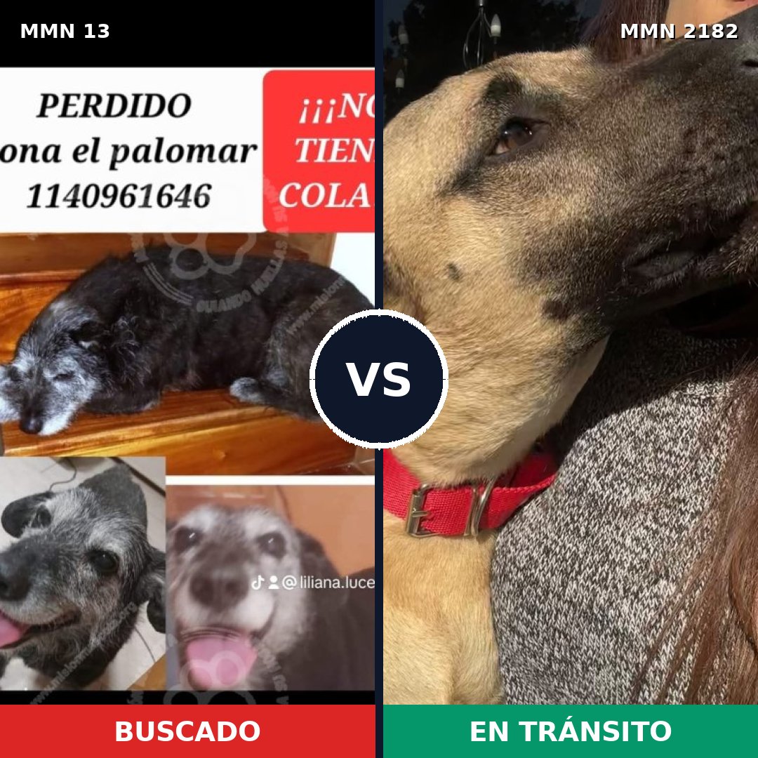 Comparativa MMS 65378: mascota perdida y mascota encontrada, 51% de similitud